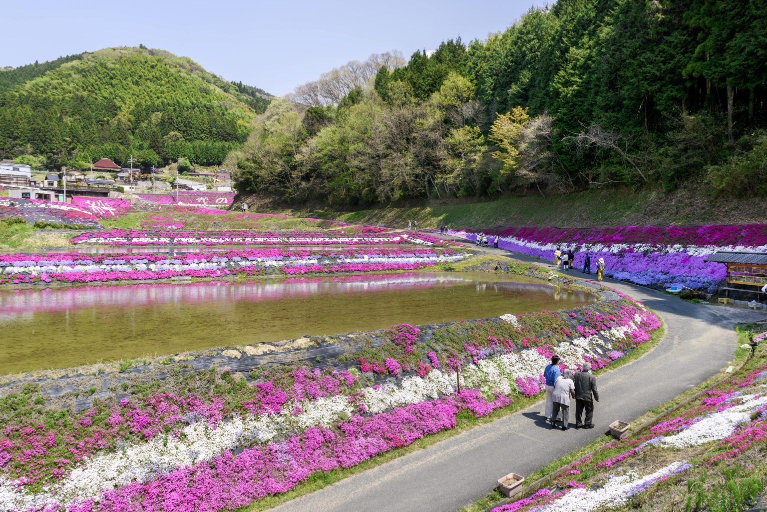 大道理芝桜まつり