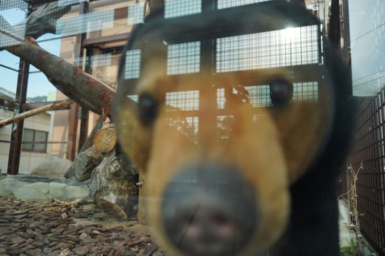 こんな間近に！徳山動物園のマレーグマ