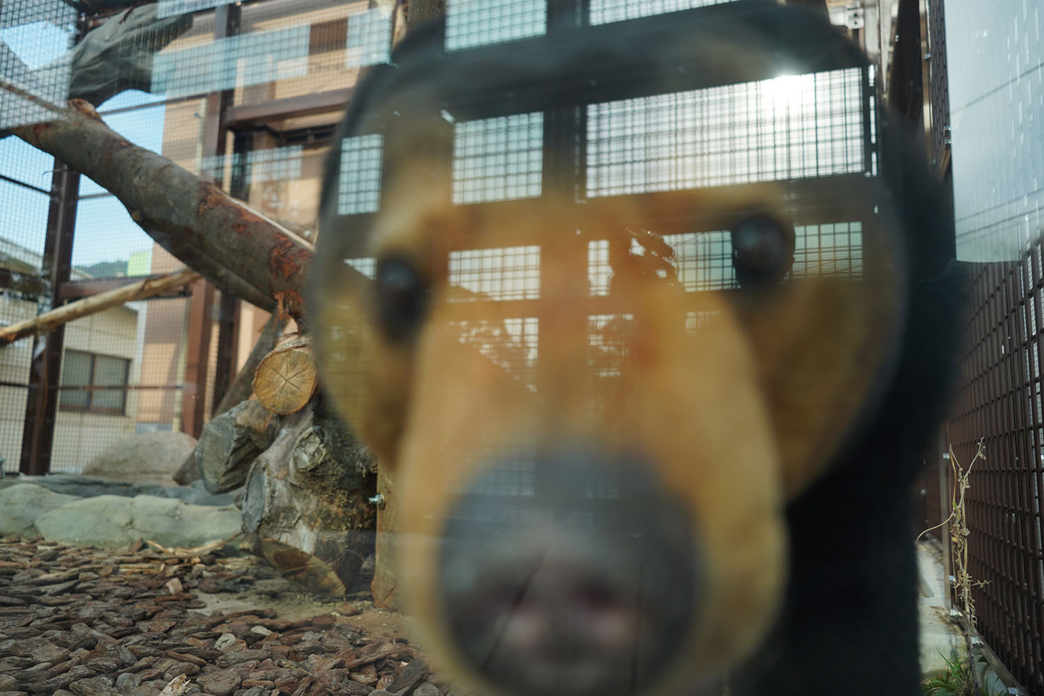 こんな間近に！徳山動物園のマレーグマ