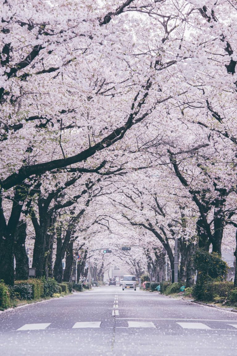 春になると現れる美しいトンネル